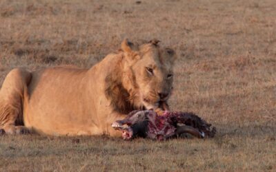 Lions on a wildebeest carcass with jackals and hyenas – Maasai Mara, Kenya 2025
