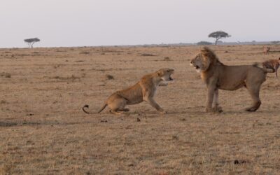 Male lions see off an unwelcome lioness – Maasai Mara, Kenya 2025