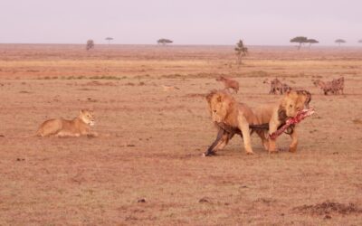 Male lions tussle over a wildebeest carcass – Maasai Mara, Kenya 2025