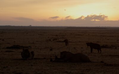 Sunrise with lions and hyenas on a wildebeest kill – Maasai Mara, Kenya 2025