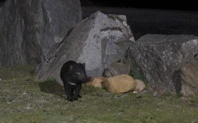 A Tasmanian Devil: a brief encounter in the wild with this iconic Australian marsupial – Tasmania, Australia 2026