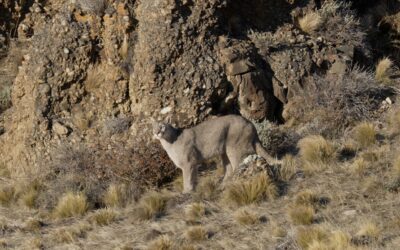A female puma explores below a rocky outcrop – Patagonia, Chile 2025