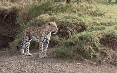 A male Leopard wanders along a lugga – Maasai Mara, Kenya 2025