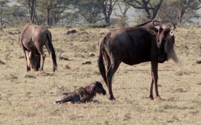 A newborn Wildebeest calf takes its first tentative steps – Maasai Mara, Kenya 2025