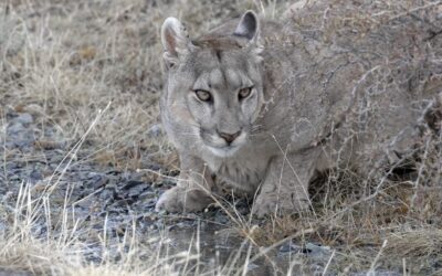 A thirsty female Puma – Patagonia, Chile 2025