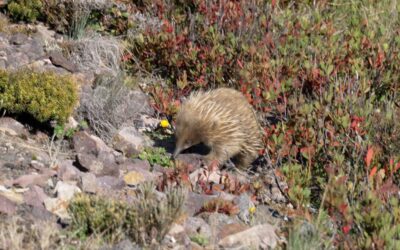 Echidna searching for ants. Iconic Australian wildlife – Tasmania, Australia 2026