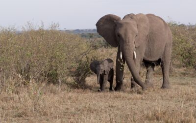 Elephant herd with a tiny calf – Maasai Mara, Kenya 2025