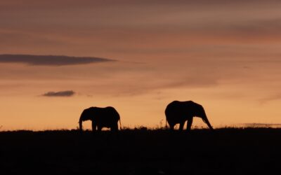 Elephants at sunrise – Maasai Mara, Kenya 2025