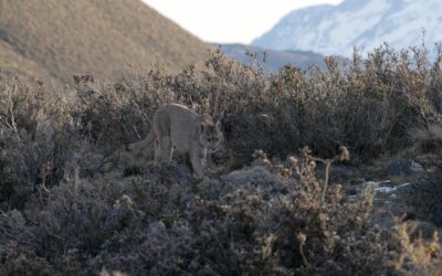 Female Puma walks down a hillside – Patagonia, Chile 2025