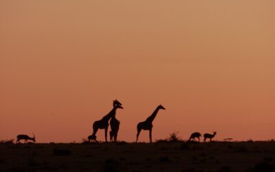 Giraffes at sunrise with Impala