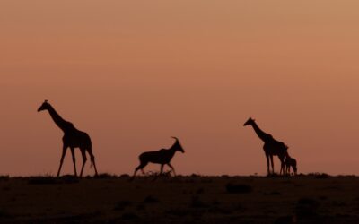 Giraffes at sunrise with a Topi – Maasai Mara, Kenya 2025