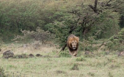 Huge male lion on patrol – Maasai Mara, Kenya 2026