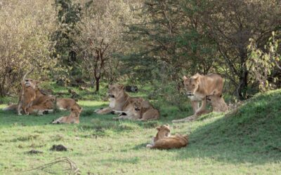 Lion pride with lots of playful cubs – Maasai Mara, Kenya 2026