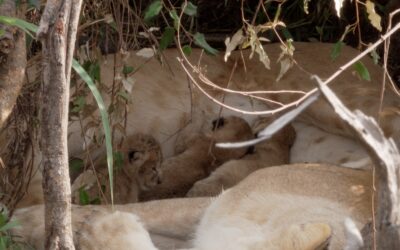 One week old lion cubs in a den with mum – Maasai Mara, Kenya 2026
