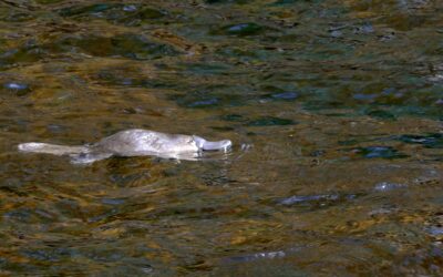 The platypus (or duck-billed platypus) of Tasmania, Australia 2026