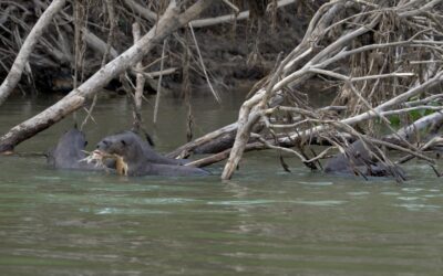Playful Giant River Otters around a fallen tree – Pantanal, Brazil 2025