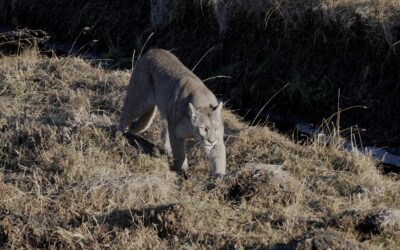 Puma on the run – Torres del Paine, Chile 2025