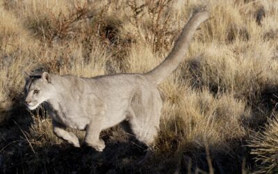 Puma through the long grass – Patagonia, Chile 2025