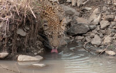 Six-month old male leopard cub enjoys a drink – Maasai Mara, Kenya 2026