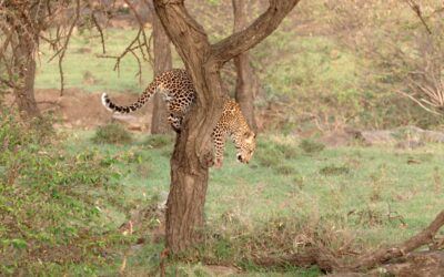 Six-month old male leopard cub on a kill in a tree – Maasai Mara, Kenya 2026