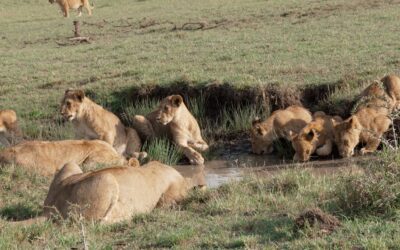 Thirsty lions – Maasai Mara, Kenya 2026