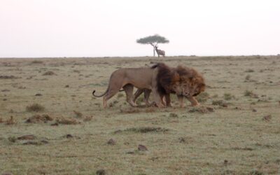 Three male lions meet up early in the morning – Maasai Mara, Kenya 2026