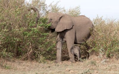 Cuteness overload as a tiny elephant calf rubs against mum’s legs – Maasai Mara, Kenya 2025