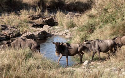 Wildebeest cross a stream – a mini migration! – Maasai Mara, Kenya 2025