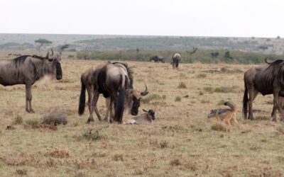 Wildebeest protect a newborn calf from hungry Jackals – Maasai Mara, Kenya 2025