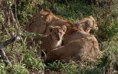 A six-week old lion cub pesters its mother – Maasai Mara, Kenya 2026