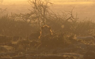 A big male lion early on a misty morning with lots of flying insects – Maasai Mara, Kenya 2025