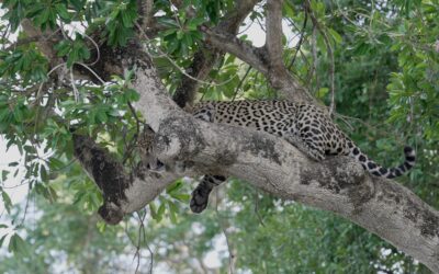 A female Jaguar in a tree – Northern Pantanal, Brazil 2025