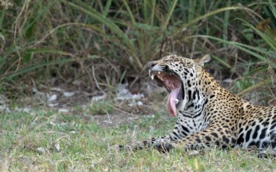 Female jaguar cub meets up with mum in a waterhole – Southern Pantanal, Brazil 2025