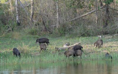 A jaguar spooks a large group of white-lipped peccaries – Southern Pantanal, Brazil 2025