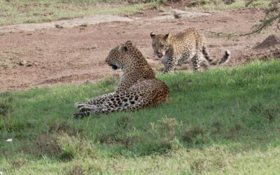 A lovely bonding session between a leopard and her six month old male cub – Maasai Mara, Kenya 2026