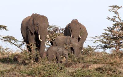 A magnificent herd of elephants with a tiny calf – Maasai Mara, Kenya 2025