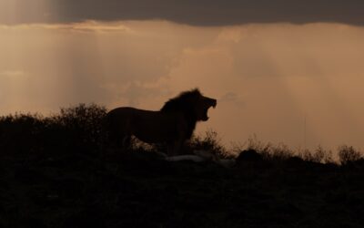 A huge male lion yawns at sunset – Maasai Mara, kenya 2025
