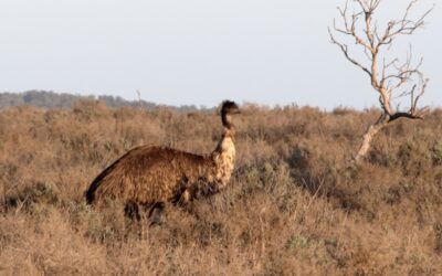 A mob of Emus – Mungo National Park, Australia 2026