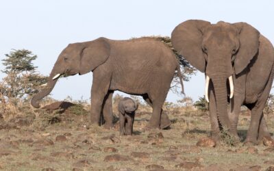 A one month old elephant calf with the herd – Maasai Mara, Kenya 2025
