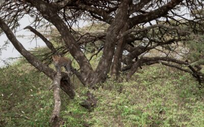 A six-month old leopard cub plays in a tree – Maasai Mara, Kenya 2026