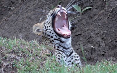 A six-month old male Leopard cub settles down for the night – Maasai Mara, Kenya 2026