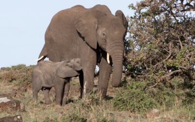 An elephant nurses her one month old elephant – Maasai Mara, Kenya 2025