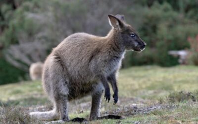 Bennett’s Wallaby – Tasmania, Australia, 2026