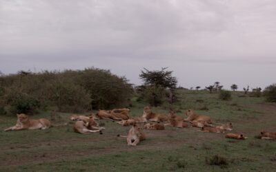Huge lion pride at dawn – Maasai Mara, Kenya 2026