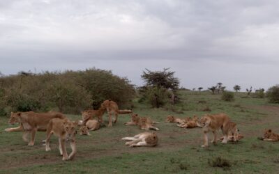 Huge lion pride sets off for the day – Maasai Mara, Kenya 2026