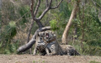 Jaguar and her six month old cub find time to play – Southern Pantanal, Brazil 2025