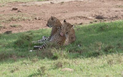 Leopard and her six month old male cub playing – Maasai Mara, Kenya 2026