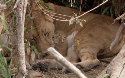Lioness grooms her tiny, one week old cubs in the den – Maasai Mara, kenya 2026