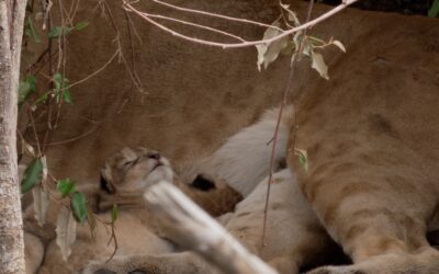 Lioness with her one week old cubs – Maasai Mara, Kenya 2026