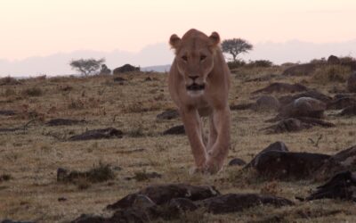 On a very chilly morning a lion pride gets going – Maasai Mara, Kenya 2025